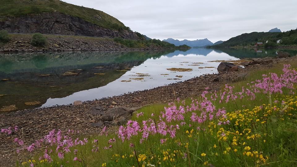 Skjellbogen Hyttegrend Sortland Esterno foto